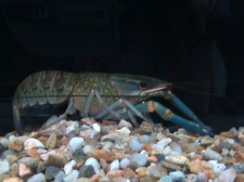 cherax quadricarinatus.JPG